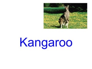 Kangaroo 