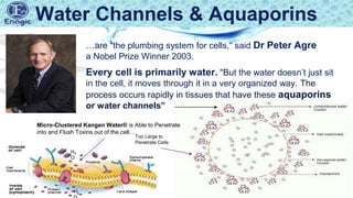 Too Large to
Penetrate Cells
Micro-Clustered Kangen Water® is Able to Penetrate
into and Flush Toxins out of the cell…
Water Channels & Aquaporins
…are "the plumbing system for cells,“ said Dr Peter Agre
a Nobel Prize Winner 2003.
Every cell is primarily water. "But the water doesn’t just sit
in the cell, it moves through it in a very organized way. The
process occurs rapidly in tissues that have these aquaporins
or water channels”
H2
O
H2
 