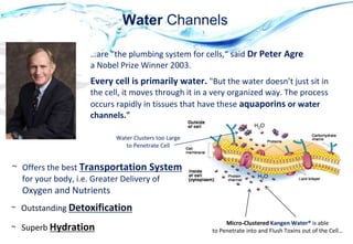 Micro-Clustered Kangen Water® is able
to Penetrate into and Flush Toxins out of the Cell…
Water Channels
…are "the plumbing system for cells,“ said Dr Peter Agre
a Nobel Prize Winner 2003.
Every cell is primarily water. "But the water doesn’t just sit in
the cell, it moves through it in a very organized way. The process
occurs rapidly in tissues that have these aquaporins or water
channels."
H2O
H2O
~ Offers the best Transportation System
for your body, i.e. Greater Delivery of
Oxygen and Nutrients
~ Superb Hydration
Water Clusters too Large
to Penetrate Cell
~ Outstanding Detoxification
 