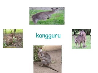 Mamalia marsupialia selain kangguru yaitu