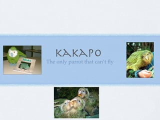 kakapo
The only parrot that can’t ﬂy
 