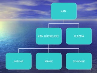 KAN  KAN HÜCRELERİ  PLAZMA eritrosit lökosit trombosit 