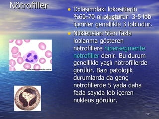 Nötrofiller Dolaşımdaki lokositlerin %60-70 ni oluşturur. 3-5 lob içerirler genellikle 3 lobludur.  Nükleusları 5ten fazla loblanma gösteren nötrofillere  hipersegmente nötrofiller  denir. Bu durum genellikle yaşlı nötrofillerde görülür. Bazı patolojik durumlarda da genç nötrofillerde 5 yada daha fazla sayıda lob içeren nükleus görülür. 