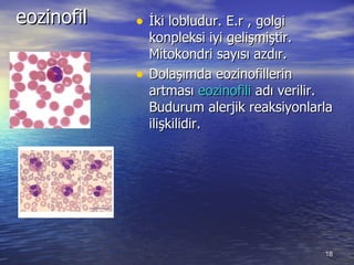 eozinofil İki lobludur. E.r , golgi konpleksi iyi gelişmiştir. Mitokondri sayısı azdır.  Dolaşımda eozinofillerin artması  eozinofili  adı verilir. Budurum alerjik reaksiyonlarla ilişkilidir. 