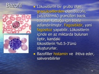 Bazofil  Lökositlerin bir grubu olan  granülositlerden  olan bazofil, (sitoplazmik) granülleri bazik boyaları tuttuğu için böyle adlandırılmıştır.  Fagositiktir , yani  fagositoz  yapabilir. Lökositlerin içinde en az miktarda bulunan tiptir, kandaki lökositlerin%0.5-3'ünü oluştururlar.  Bazofiller  histamin  ve  ihtiva eder, salıverebilirler  
