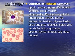 Lenfositler  Lenfosit , bir  lökosit  (akyuvar) tipidir. Kanda dolaşan lökositlerin yaklaşık olarak yarısını oluştururlar. Pluripotansiyel kök hücrelerden ürerler. Kanda dolaşan lenfositler, alyuvarlardan biraz büyükçe oldukları halde yine de küçük hücre grubuna girerler.Ayrıca lenfosit bağ doku hücresi  