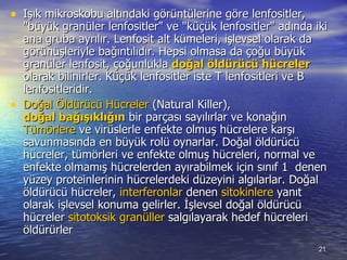 Işık mikroskobu altındaki görüntülerine göre lenfositler, &quot;büyük granüler lenfositler&quot; ve &quot;küçük lenfositler&quot; adında iki ana gruba ayrılır. Lenfosit alt kümeleri, işlevsel olarak da görünüşleriyle bağıntılıdır. Hepsi olmasa da çoğu büyük granüler lenfosit, çoğunlukla  doğal öldürücü hücreler  olarak bilinirler. Küçük lenfositler iste T lenfositleri ve B lenfositleridir. Doğal Öldürücü Hücreler  (Natural Killer),  doğal bağışıklığın  bir parçası sayılırlar ve konağın  Tümörlere  ve virüslerle enfekte olmuş hücrelere karşı savunmasında en büyük rolü oynarlar. Doğal öldürücü hücreler, tümörleri ve enfekte olmuş hücreleri, normal ve enfekte olmamış hücrelerden ayırabilmek için sınıf 1  denen yüzey proteinlerinin hücrelerdeki düzeyini algılarlar. Doğal öldürücü hücreler,  interferonlar  denen  sitokinlere  yanıt olarak işlevsel konuma gelirler. İşlevsel doğal öldürücü hücreler  sitotoksik   granüller  salgılayarak hedef hücreleri öldürürler 