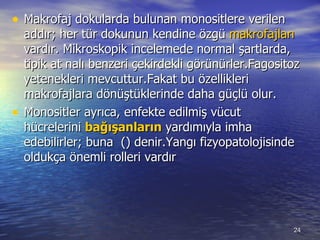 Makrofaj dokularda bulunan monositlere verilen addır; her tür dokunun kendine özgü  makrofajları  vardır. Mikroskopik incelemede normal şartlarda, tipik at nalı benzeri çekirdekli görünürler.Fagositoz yetenekleri mevcuttur.Fakat bu özellikleri makrofajlara dönüştüklerinde daha güçlü olur. Monositler ayrıca, enfekte edilmiş vücut hücrelerini  bağışanların  yardımıyla imha edebilirler; buna  () denir.Yangı fizyopatolojisinde oldukça önemli rolleri vardır  