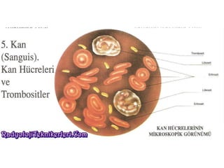 Kan hücreleri ve trombositler