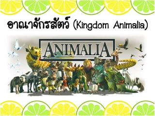 อาณาจักรสัตว์ (Kingdom Animalia)
 