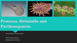 Protozoa, Helminths and
Parthenogenesis
Presented By: Kanishk Jaiswal
School of Biosciences
Apeejay Stya University
 