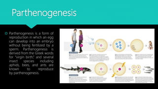 Kanishk , protozoa ppt work, | PPTX