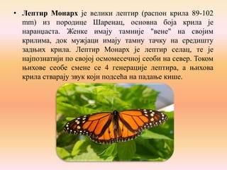 • Лептир Монарх je велики лептир (распон крила 89-102
mm) из породице Шаренац, основна боја крила је
наранџаста. Женке имају тамније "вене" на својим
крилима, док мужјаци имају тамну тачку на средишту
задњих крила. Лептир Монарх је лептир селац, те је
најпознатији по својој осмомесечној сеоби на север. Током
њихове сеобе смене се 4 генерације лептира, а њихова
крила стварају звук који подсећа на падање кише.

 