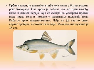 • Грбави клен, је заштићена риба која живи у брзим водама
реке Колорадо. Ова врста је добила име по грби између
главе и леђног пераја, која се сматра да усмерава проток
воде преко тела и помажe у одржавању положаја тела.
Риба је врло аеродинамична. Леђа су јој светло сиве,
стране сребрне, а стомак беле боје. Максимална дужина је
38 cm.

 