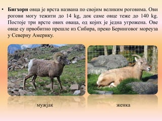 • Бигхорн овца је врста названа по својим великим роговима. Ови
рогови могу тежити до 14 kg, док саме овце теже до 140 kg.
Постоје три врсте ових оваца, од којих је једна угрожена. Ове
овце су првобитно прешле из Сибира, преко Беринговог мореуза
у Северну Америку.

мужјак

женка

 