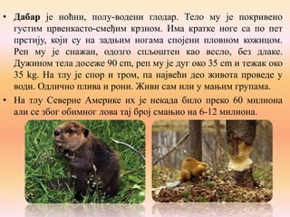 • Дабар је ноћни, полу-водени глодар. Тело му је покривено
густим црвенкасто-смеђим крзном. Има кратке ноге са по пет
прстију, који су на задњим ногама спојени пловном кожицом.
Реп му је снажан, одозго спљоштен као весло, без длаке.
Дужином тела досеже 90 cm, реп му је дуг око 35 cm и тежак око
35 kg. На тлу је спор и тром, па највећи део живота проведе у
води. Одлично плива и рони. Живи сам или у мањим групама.
• На тлу Северне Америке их је некада било преко 60 милиона
али се због обимног лова тај број смањио на 6-12 милиона.

 