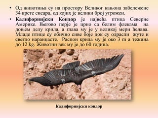 • Од животиња су на простору Великог кањона забележене
34 врсте сисара, од којих је велики број угрожен.
• Калифорнијски Кондор je највећа птица Северне
Америке. Његово перје је црно са белим флекама на
доњем делу крила, а глава му је у великој мери ћелава.
Младе птице су обично сиве боје док су одрасли жуте и
светло наранџасте. Распон крила му је око 3 m а тежина
до 12 kg. Животни век му је до 60 година.

Калифорнијски кондор

 