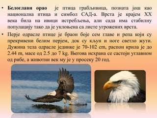 • Белоглави орао је птица грабљивица, позната још као
национална птица и симбол САД-а. Врста је крајем ХХ
века била на ивици истребљења, али сада има стабилну
популацију тако да је уклоњена са листе угрожених врста.
• Перје одрасле птице је браон боје сем главе и репа који су
прекривени белим перјем, док су кљун и ноге светло жути.
Дужина тела одрасле јединке је 70-102 cm, распон крила је до
2.44 m, масе од 2.5 до 7 kg. Његова исхрана се састоји углавном
од рибе, а животни век му је у просеку 20 год.

 
