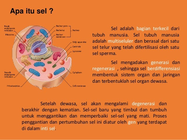 Kenali Lima Jenis Virus Penyebab Kanker Cermati Com Kenali Lima Jenis Virus Penyebab Kanker Cermati Com
