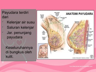 Payudara terdiri
dari

Kelenjar air susu

Saluran kelenjar

Jar. penunjang
payudara
Keseluruhannya
di bungkus oleh
kulit.
 