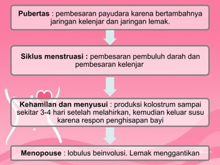 Pubertas : pembesaran payudara karena bertambahnya
jaringan kelenjar dan jaringan lemak.
Siklus menstruasi : pembesaran pembuluh darah dan
pembesaran kelenjar
Kehamilan dan menyusui : produksi kolostrum sampai
sekitar 3-4 hari setelah melahirkan, kemudian keluar susu
karena respon penghisapan bayi
Menopouse : lobulus beinvolusi. Lemak menggantikan
 
