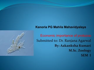 Economic importance of protozoa
Submitted to: Dr. Ranjana Agarwal
By: Aakanksha Kumari
M.Sc. Zoology
SEM I
 
