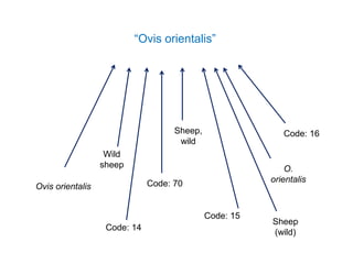 “Ovis orientalis”
Code: 14
Wild
sheep
Code: 70
Code: 16
Ovis orientalis
Code: 15
Sheep,
wild
O.
orientalis
Sheep
(wild)
 