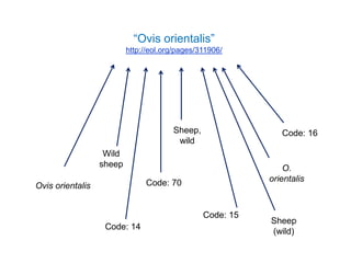 “Ovis orientalis”
http://eol.org/pages/311906/
Code: 14
Wild
sheep
Code: 70
Code: 16
Ovis orientalis
Code: 15
Sheep,
wild
O.
orientalis
Sheep
(wild)
 