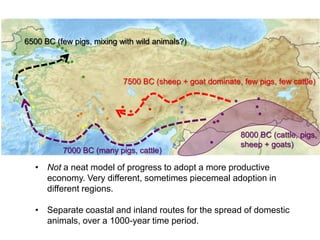 7000 BC (many pigs, cattle)
7500 BC (sheep + goat dominate, few pigs, few cattle)
6500 BC (few pigs, mixing with wild animals?)
8000 BC (cattle, pigs,
sheep + goats)
• Not a neat model of progress to adopt a more productive
economy. Very different, sometimes piecemeal adoption in
different regions.
• Separate coastal and inland routes for the spread of domestic
animals, over a 1000-year time period.
 