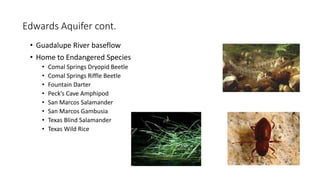Edwards Aquifer cont. 
• Guadalupe River baseflow 
• Home to Endangered Species 
• Comal Springs Dryopid Beetle 
• Comal Springs Riffle Beetle 
• Fountain Darter 
• Peck’s Cave Amphipod 
• San Marcos Salamander 
• San Marcos Gambusia 
• Texas Blind Salamander 
• Texas Wild Rice 
 
