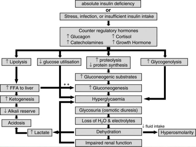 diabetic ketoacidosis in dogs canine diabetes mellitus and its management diabetic ketoacidosis in dogs canine diabetes mellitus and its management