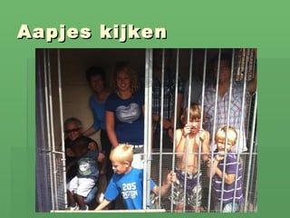 Aapjes kijken 