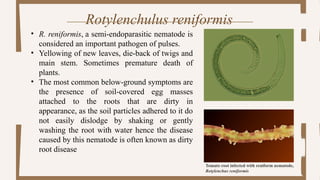 Important nematode pest of cereals and pulses.pptx