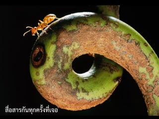 สื่อสารกันทุกครั้งที่เจอ
 