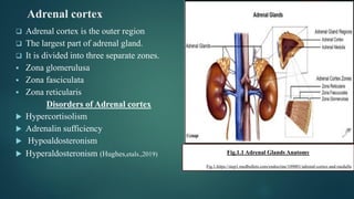 Disorder of adrenal gland & their causes | PDF
