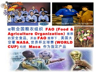 被 联合国粮农组织   FAO (Food &   Agriculture Organization )   推荐的 安全食品 ， 并由 FAO 推荐下， 美国太空署 NASA , 世界杯足球赛 (WORLD CUP) 均把   Maca   作为指定产品   