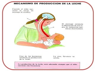 Lactancia materna rotafolio