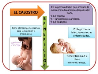 EL CALOSTRO
Es la primera leche que produce la
madre inmediatamente después del
parto.
 Es espeso.
 Transparente o amarillo.
 Es pegajoso.
B
E
N
E
F
I
C
I
O
S
Tiene elementos necesarios
para la nutrición y
crecimiento
Tiene vitamina A y
otros
micronutrientes.
Protege contra
infecciones y otras
enfermedades.
 