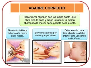 AGARRE CORRECTO
Hacer rozar el pezón con los labios hasta que
abra bien la boca y luego introducir la mama
abarcando la mayor parte posible de la areola.
Debe tener la boca
bien abierta y su labio
anterior esta volteando
hacia afuera.
El mentón del bebe
debe tocarla mama
de la madre.
Se ve mas areola por
arriba que por abajo.
 