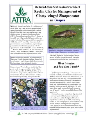 Reduced-Risk Pest Control Factsheet

                                        Kaolin Clay for Management of
                                         Glassy-winged Sharpshooter
                                                  in Grapes
C alifornia vineyards are facing the combination of




                                                                                                                      Reprinted with permission. See endnote.
an old threat and a new vector—Pierce’s disease, a
xylem-clogging bacterial disease which was first
identified over 100 years ago, now has a new and
efficient vector, the glassy-winged sharpshooter
(GWSS) Homalodisca coagulata. Pierce’s disease is
incurable and will generally kill a vine within two
years of infection. It has a very wide host range (over
170 hosts), and it’s feared that it may already be
present in most areas of California, representing a
potential time bomb that may explode with the
appearance of an efficient vector, such as the GWSS.
     A native of the southeast U.S. and first found in           Homalodisca coagulata. Its transparent wings give
Ventura County in 1990, the GWSS is a strong flier,              the glassy-winged sharpshooter its common name.
able to travel distances of a quarter mile or more.
                                                                  GWSS will depend on the integration of several
 Other crop diseases caused by the Pierce’s disease               tactics, including biological control, vegetation
 bacterium (Xylella fastidiosa) include: almond leaf              management, monitoring, and other strategies.
 scorch, phoney peach disease, alfalfa dwarf, oleander
 leaf scorch and citrus variegated chlorosis.                               What is kaolin
Other vectors of Pierce’s disease include the blue-                      and how does it work?
green, smoke tree, green, and red-headed sharp-
shooters. Compared to the GWSS, the blue-green
sharpshooter is a poor flier and a much less efficient                A relatively new technology, kaolin sprays are
disease vector. Because of its voracious feeding                  currently available under the tradename SurroundÒ
behavior and high mobility, management of the                     WP Crop Protectant. Please note that Surround is, at
                                                                  this point in time, the only kaolin product suitable
                                                                  and registered for horticultural use. The kaolin in
                                                                  Surround is processed to a specific particle size
                                                                  range, and combined with a sticker-spreader. Non-
                                                                  processed kaolin clay may be phytotoxic. We have
                                                                  heard of one apple grower who bought a traincar
                                                                  load of “generic” kaolin clay, and killed most of his
                                                                  apple trees!
                                                                      Surround presents a unique form of pest control:
                                                                  a non-toxic particle film that places a barrier
                                                                  between the pest and its host plant. The active
                                                                  ingredient is kaolin clay, an edible mineral long
                                                                  used as an anti-caking agent in processed foods, and
                                                                  in such products as toothpaste and Kaopectate.
                                                                  There appears to be no mammalian toxicity or any
  Kaolin particle film barrier as it appears on blueberry.        danger to the environment posed by the use of kaolin
  Adequate coverage of all leaf and fruit surfaces is crucial.    in pest control.

                  ATTRA is a project of the National Center for Appropriate Technology
 