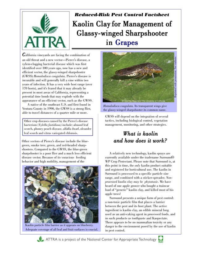 Kaolin Clay for Management of Glassywinged Sharpshooter in Grapes PDF