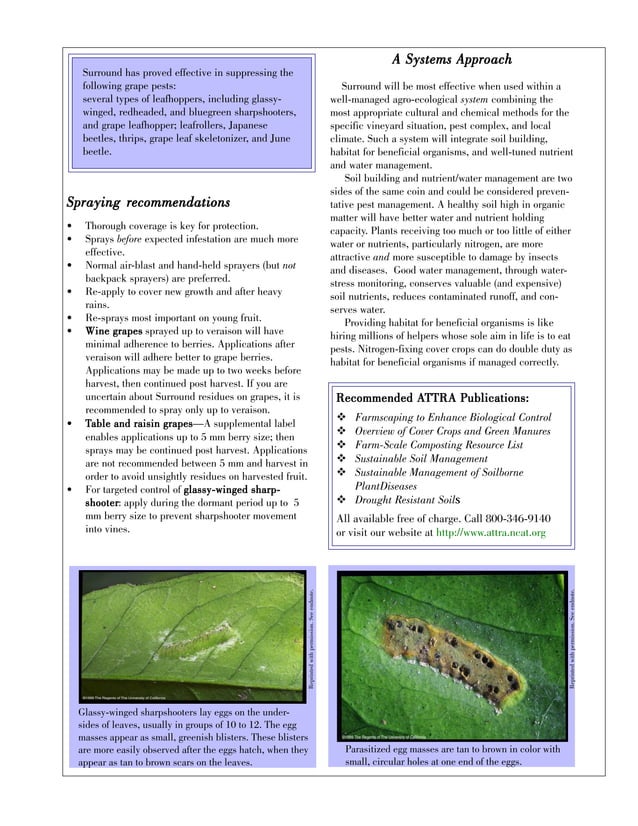 Kaolin Clay for Management of Glassywinged Sharpshooter in Grapes