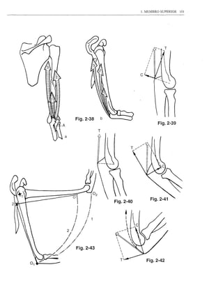 1. MEMBRO SUPERIOR          101




                               c




 Fig.2-38       b
                                                Fig.2-39
            T



                                    
                                        
                                            




                                        Fig.2-41
0'                 Fig.2-40

  I

 I




                                   Fig.2-42
 