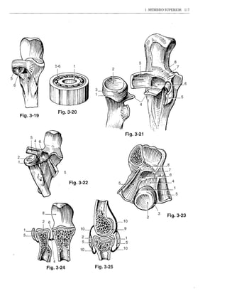 1. MEMBRO SUPERIOR   117




               5-6



                                                                               6




                Fig.3-20
    Fig.3-19


                                               Fig.3-21



2
1

                     5

                         Fig.3-22




                                                          2          Fig.3-23

     1
     5




                                    Fig.3-25
 