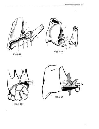 1. MEMBRO Sl.JPERIOR   121




                          5
            Fig.3-29
Fig.3-28




            Fig.3-31


 Fig.3-30
 