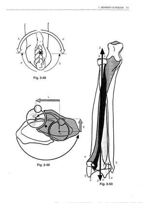 1. MEMBRO    SUPERIOR   131




Fig.3-48




                    L

 i
 ~111111111111111111111111111111l~
 I
                                     1

                                     I
 I                                   ,
                                     I
                                     I
                                     I
                                     I
                                     I




                                                              s
     Fig.3-49



                                         Y'   Z''f   p
                                                 Fig.3-50
 
