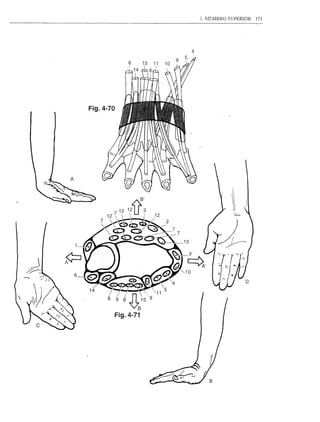1. MEMBRO SUPERIOR   171




           4




Fig.4-70
 