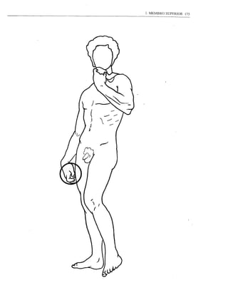 1. MEMBRO SUPERIOR   175
 