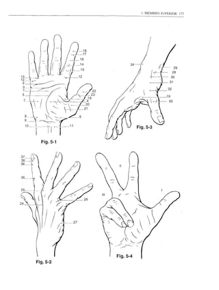 1. MEMBRO SUPERIOR   177




  Fig.5-1




            Fig.5-4
Fig.5-2
 