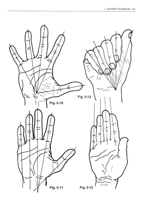1. ':'IEMBRO SUPERIOR   181




.' ''-. ~              Fig.5-13

   -~    Fig.5-10




             Fig.5-11    Fig.5-12
 
